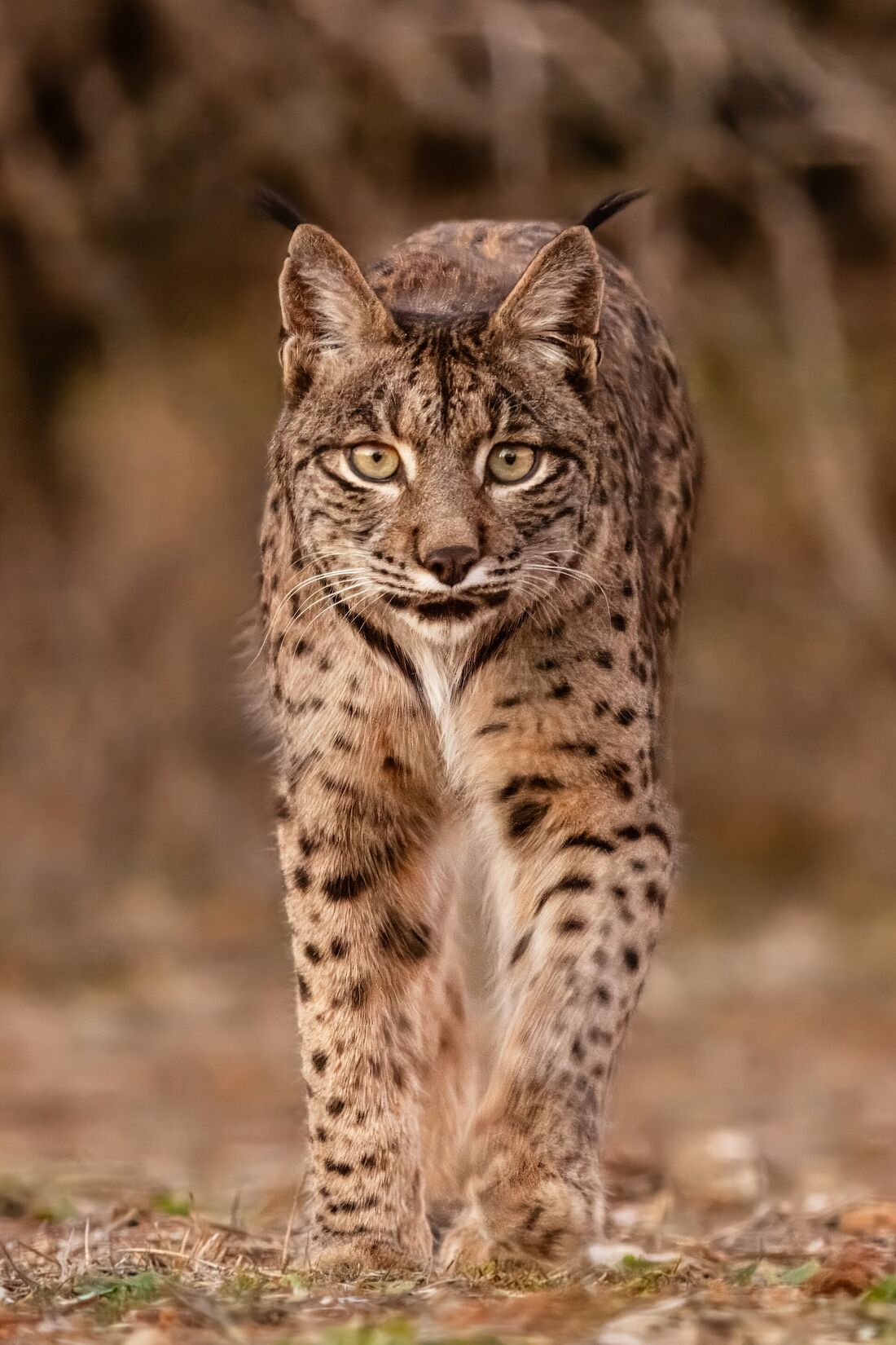 Lince ibérico de frente