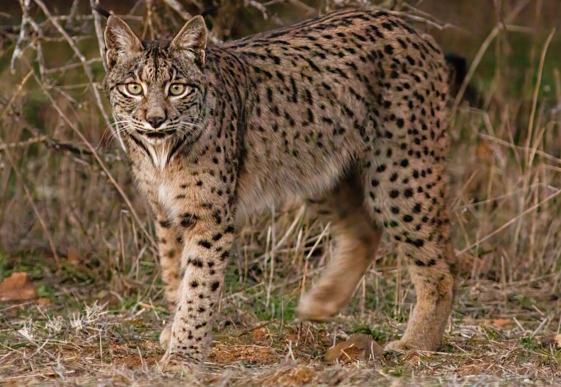 Lince ibérico caminando entre matorral mediterráneo
